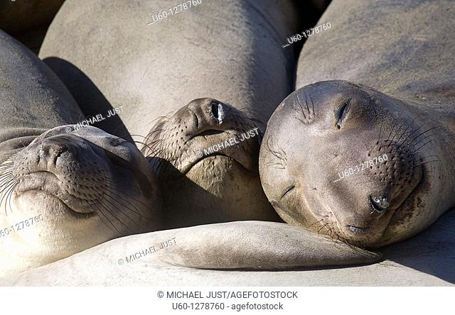 Three elephant seals sleep together on a beach at Ano Nuevo State Natural reserve in California along the Pacicic Ocean