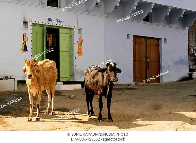 Two cows brown and dark color standing in front of shop with green doors in  narrow street ; Nathdwara ; Rajasthan ; India