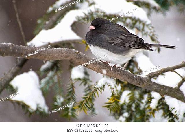 Dark-eyed Junco Perched in Snow