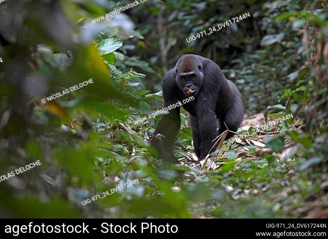 Western lowland gorilla. Odzala-Kokoua National Park, Republic of the Congo
