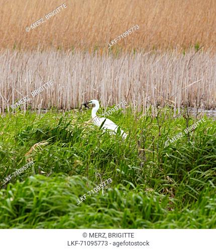 Great Egret eating frog , Biosphere reserve Danube Delta at Tulcea , Tulcea branch of the Danube , Romania , Europe