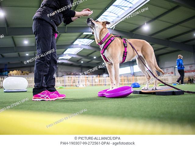 15 February 2019, Schleswig-Holstein, Barteheide: Dog owner Anja Müller praises her dog ""Lulu"" during the joint training in the indoor training hall for dog...