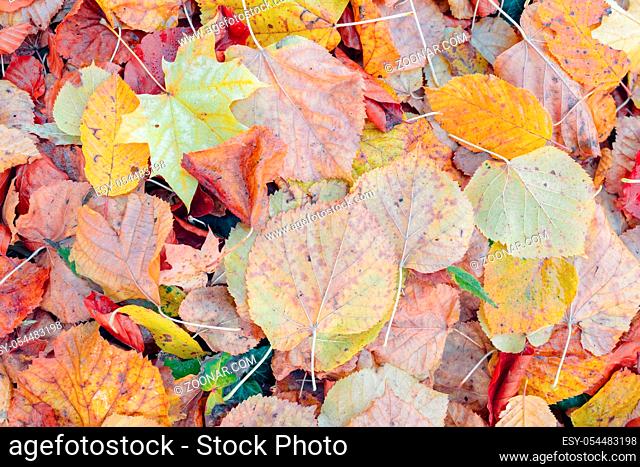 fallen leaves on the ground in the park in autumn for background or texture use. Natural fall concept, autumn pattern background