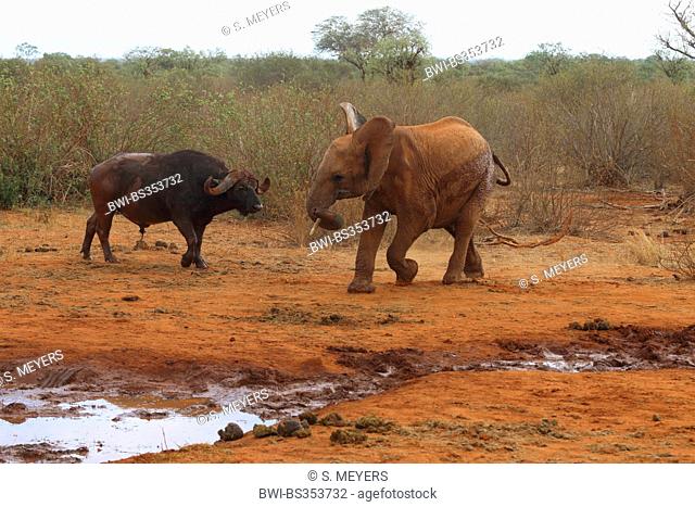 African buffalo (Syncerus caffer), buffalo and young elephant, Kenya, Tsavo East National Park
