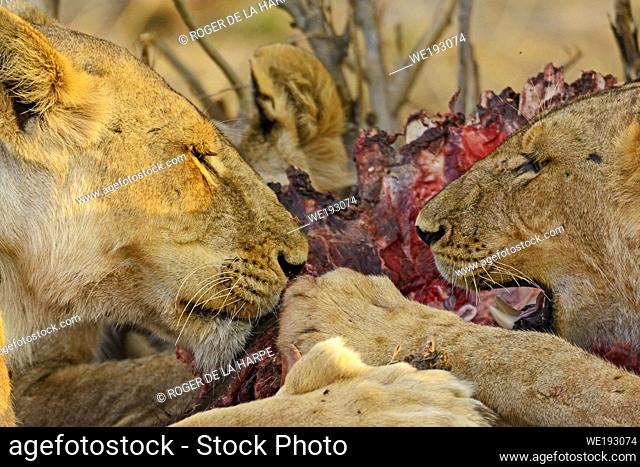 Masai lion or East African lion (Panthera leo nubica syn. Panthera leo massaica) feeding on a African buffalo or Cape buffalo (Syncerus caffer)