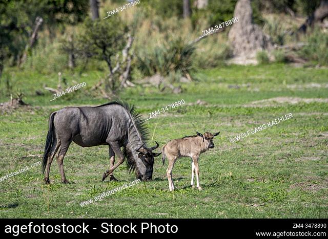 A Wildebeest mother with a newly born baby on the floodplains in the Gomoti Plains area, a community run concession, on the edge of the Gomoti river system...