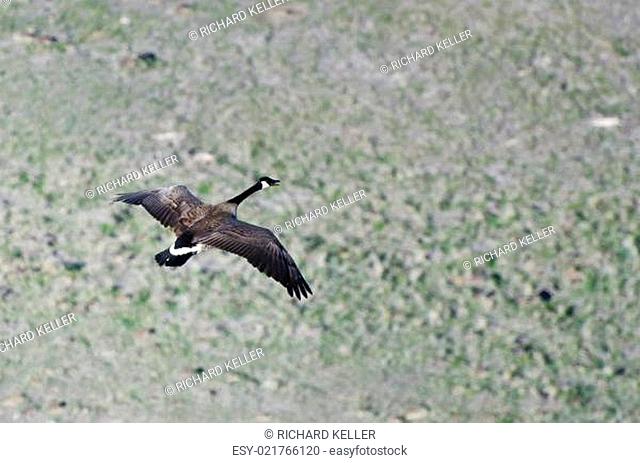 Canada Goose in Flight Viewed From Above