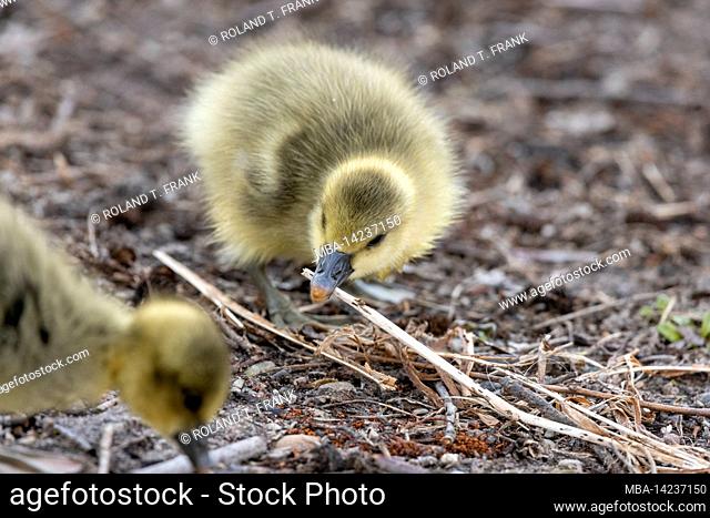 Greylag Goose (Anser anser), chick