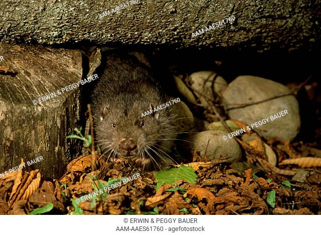 Mountain Beaver (Aplodontia rufa) primitive rodent, along US West Coast