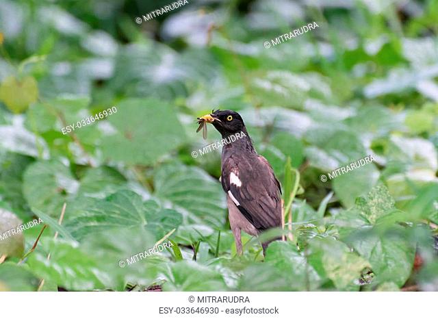 Common Bird, Indian Myna eating insect in green bush at moring, Kolkata, India