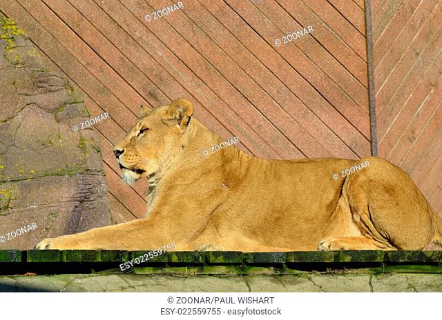 Lioness in sphinx post