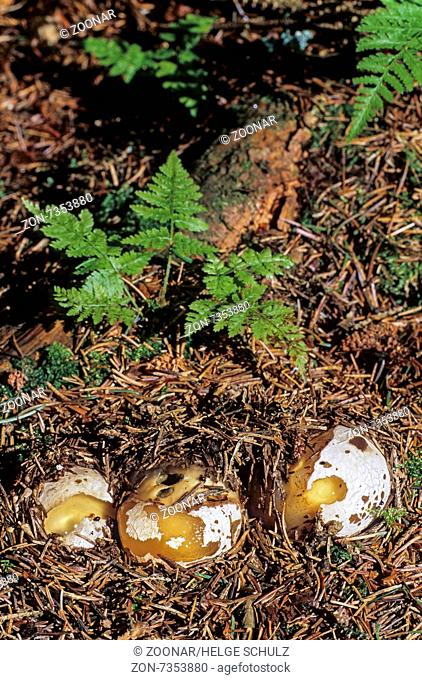 Stinkhorn in juvenile stage called witchs egg