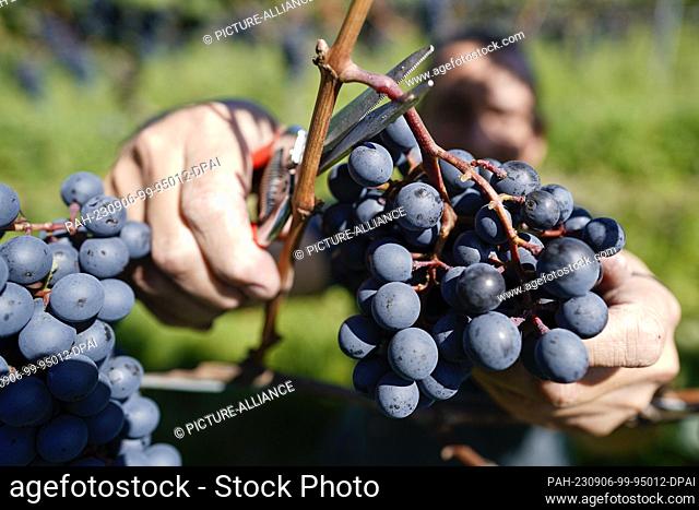 06 September 2023, Rhineland-Palatinate, Wachenheim: Theo Baßler, cellar master of Weinland Wachtenburg eG, cuts grapes of the Dornfelder variety from a vine in...