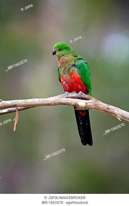 Australian King Parrot (Alisterus scapularis), subadult on tree, Broulee, New South Wales, Australia