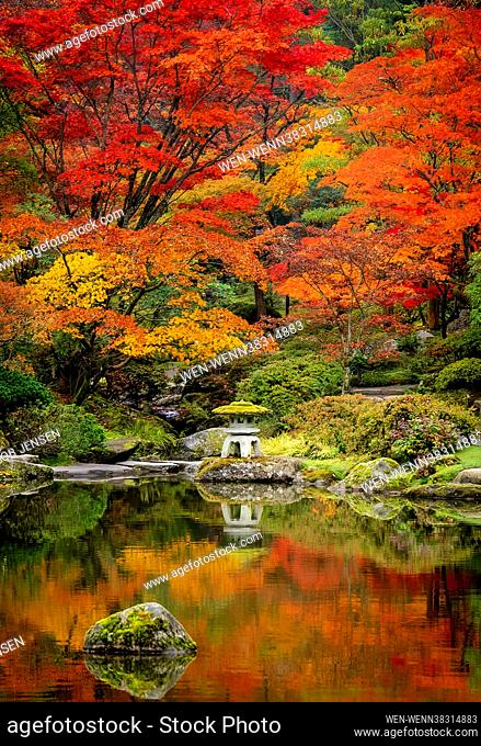 Autumnal colours in Seattle's Japanese Gardens as the twisted Laceleaf maple trees turn into brilliant reds and oranges. This spectacular sight lasts for a...