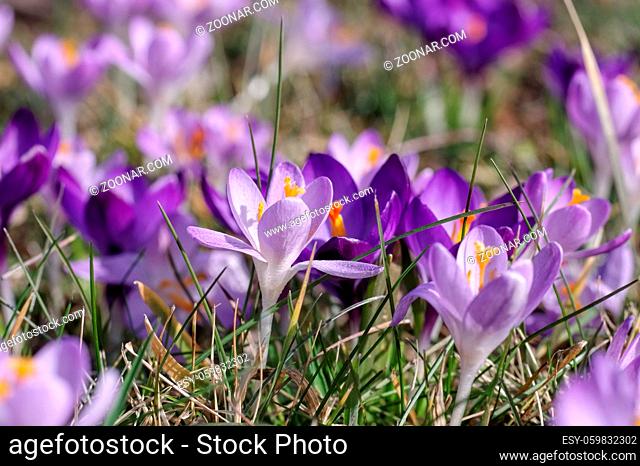 Krokus - Crocus flowers in early springtime