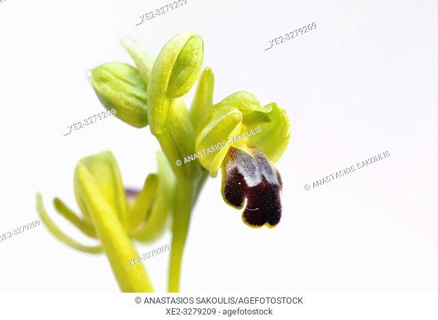 Ophrys cinereophila, Crete