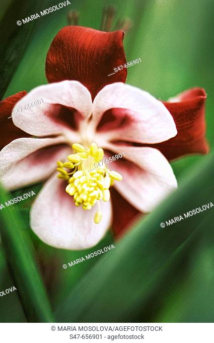 Red Columbine Flower Close-up. Aquilegia formosa. May 2007, Maryland, USA