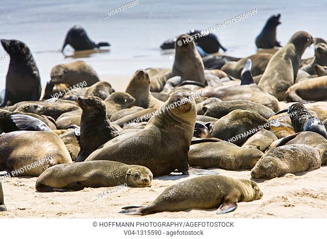 Colony of cape fur seals (Arctocephalus pusillus) on the shore in the Skeleton Coast Park, Namibia, Africa