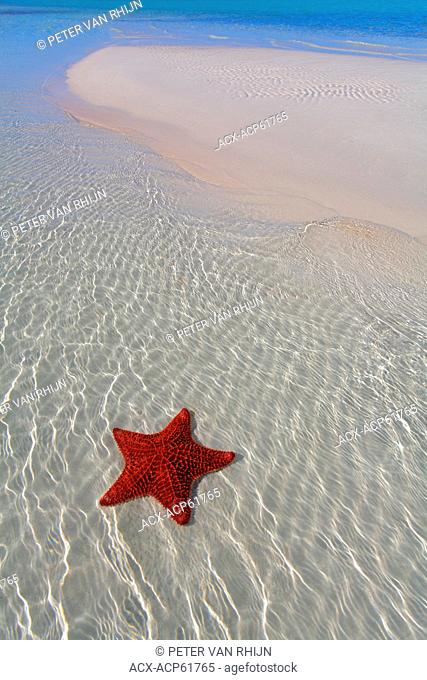 Starfish, Eleuthera, Bahamas