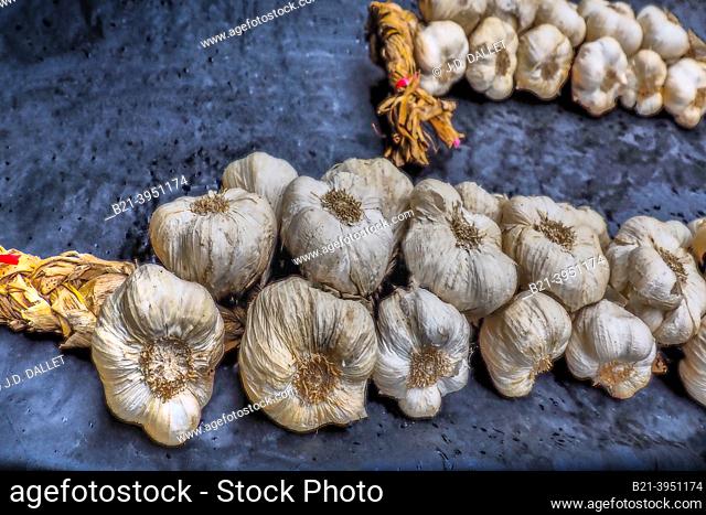 France, Occitanie, Tarn et Garonne, the famed ""white garlic"", at the open aair saturday market, under the XIVc. hall at Beaumont de Lomagne