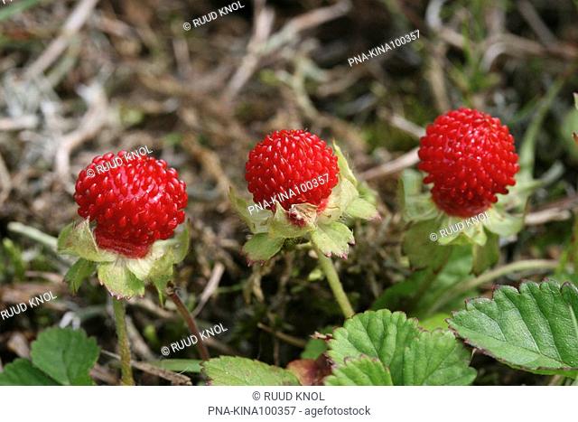 Wild Strawberry Fragaria vesca - Buurserzand, Haaksbergen, Twente, Overijssel, The Netherlands, Holland, Europe