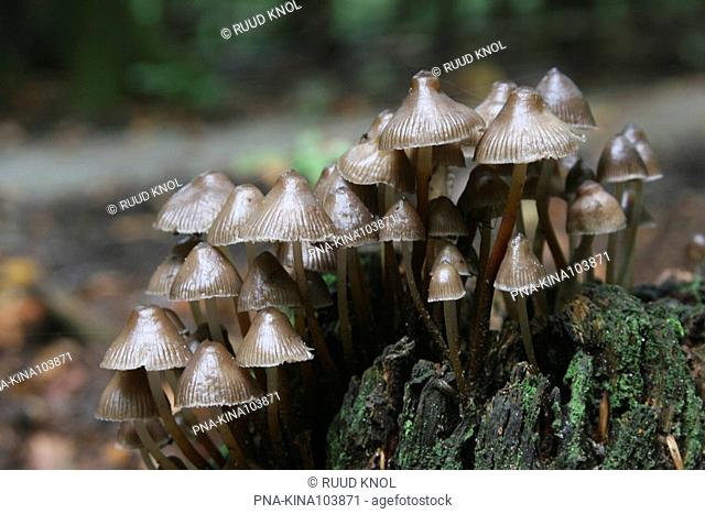 clustered bonnet Mycena inclinata - National Park Sallandse Heuvelrug, de Sprengenberg, Hellendoorn, Salland, Overijssel, The Netherlands, Holland, Europe