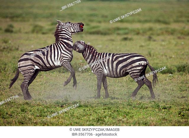 Grant's Zebras (Equus quagga boehmi), stallions fighting to the death