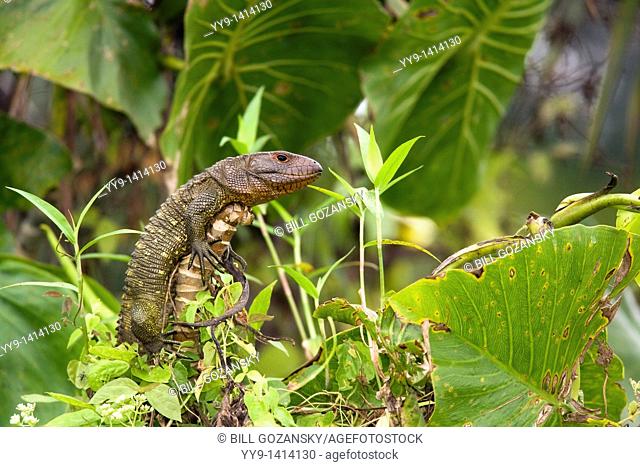 Caiman Lizard - Yasuni National Park - Napo Province, Ecuador