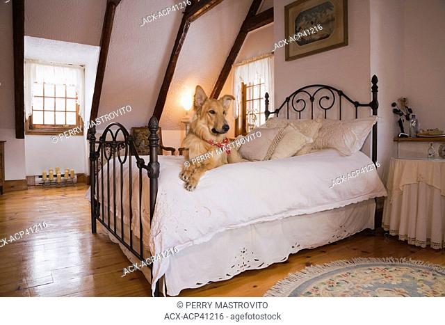Mixed Shetland dog on the bed in the master bedroom on the upstairs floor of a 1974 reconstructed old Canadiana cottage style residential log home, Quebec