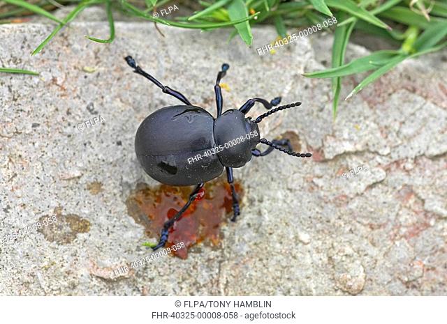 Bloody-nosed Beetle Timarcha tenebricosa adult, reflex bleeding defensive behaviour, Porton Down, Wiltshire, England, spring