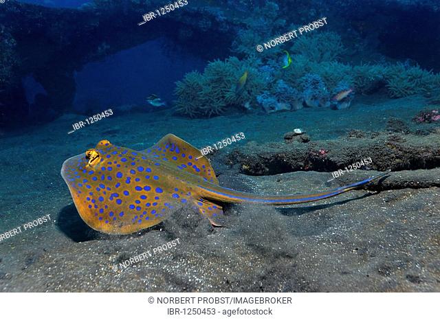 Bluespotted ribbontail ray or blue dot ray (Taeniura lymma) swimming up from the sandy ground at the Liberty wreck, Tulamben, Bali, Indonesia, Southeast Asia