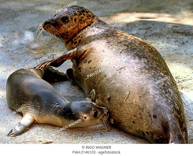 A roughly 1-week-old baby seal drinking milk from its mother ""Rita"" at Nordhorn Tierpark on 2 August 1999. | usage worldwide