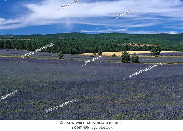 Lavenderfield in Sault, Provence, France