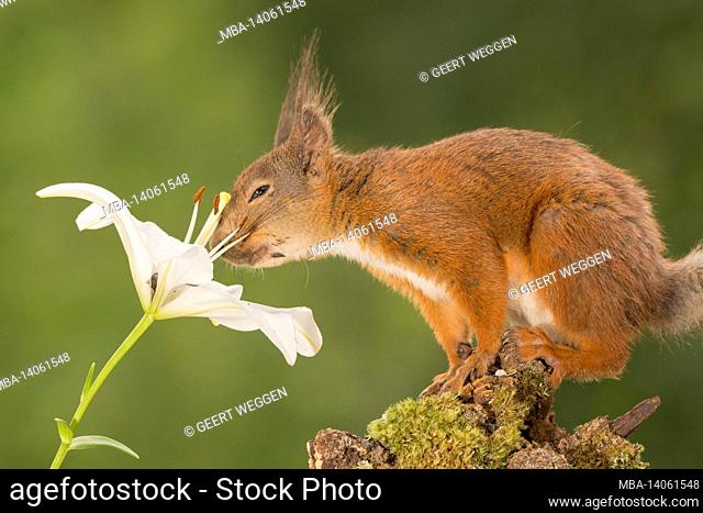 close up of red squirrel with the nose in a flower