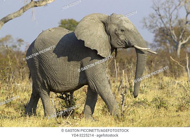 African Elephant (Loxodonta africana), in the Savuti marsh. Chobe National Park, Botswana