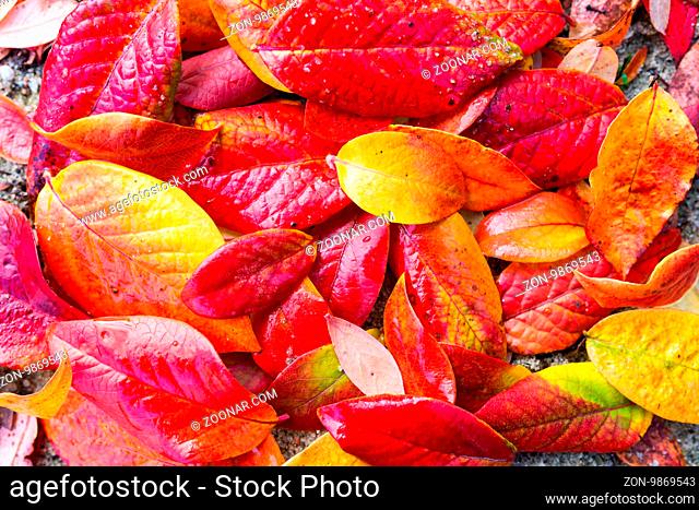 Red, Orange and Yellow Autumn Leaves Background - wet blueberry leaves