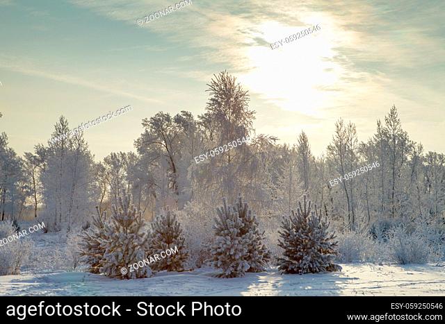 Beautiful winter frosty forest covered with snow and frost in Krasnoyarsk city park