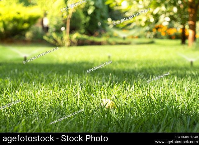 Mowed green backyard grass with sprinkler system