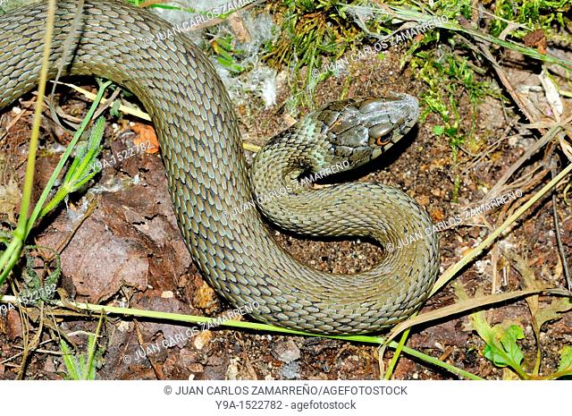Natrix natrix snake, Mogarraz, Las Batuecas Sierra de Francia Natural Park, Salamanca, Castilla y Leon, Spain