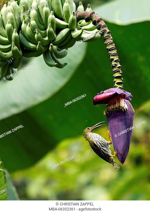 little spiderhunter in banana blossom, (Arachnothera Magna), national park Mae Wong, Kamphaeng Phet, Thailand
