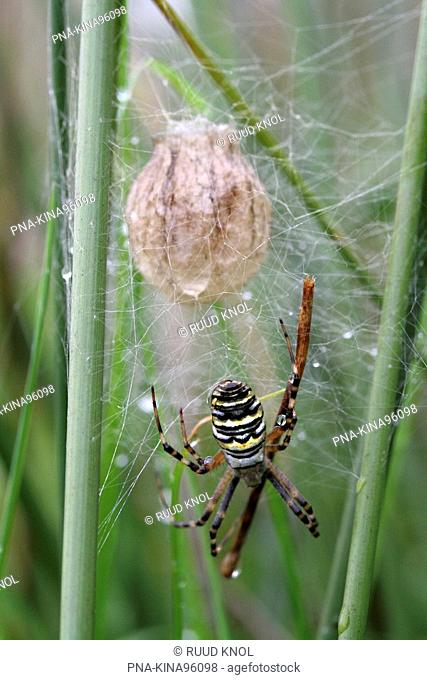 wasp spider Argiope bruennichi - Beekbergerwoud, Apeldoorn, Veluwe, Guelders, The Netherlands, Holland, Europe