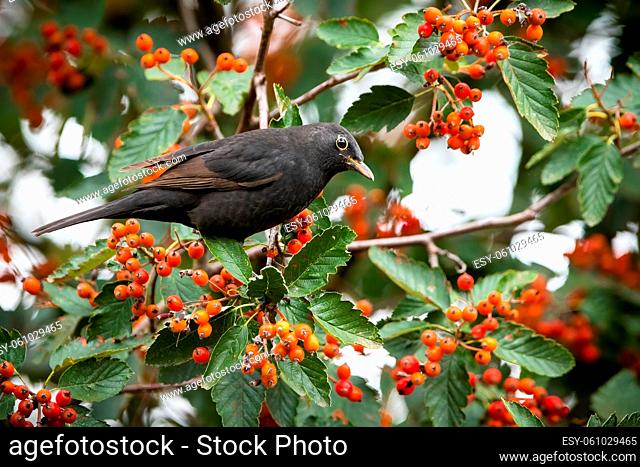 Common blackbird, turdus merula, sitting on rowan in autumn nature. Songbird male feeding with little healthy berries. Dark feathered animal looking form branch