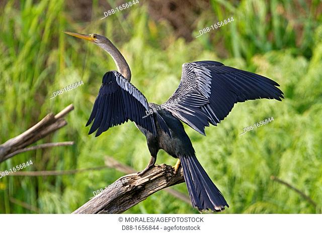 Brazil, Mato Grosso, Pantanal area, Anhinga or Snakebird Anhinga anhinga drying the wings