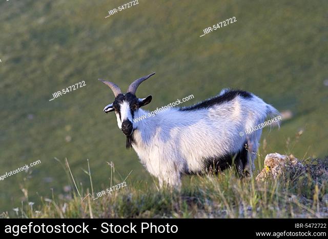 Goat on the slope, Sary Jaz valley, Issyk Kul region, Kyrgyzstan, Asia