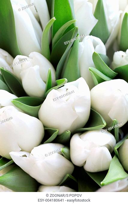 White gentle tulips