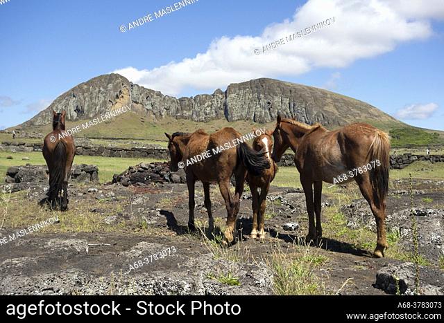 Horses in front of the quarry on the slope to the crater Rano Raraku which is an extinct volcanic crater on Easter Island