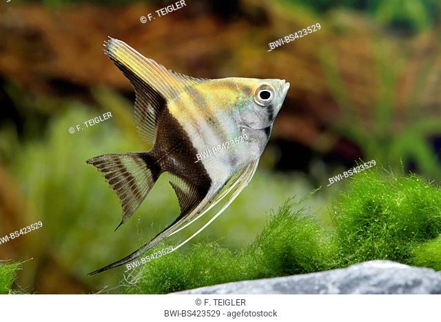 Freshwater angelfish, Longfin angel fish, Black angelfish, Scalare (Pterophyllum scalare Bicolor, Platax scalaris), Bicolor