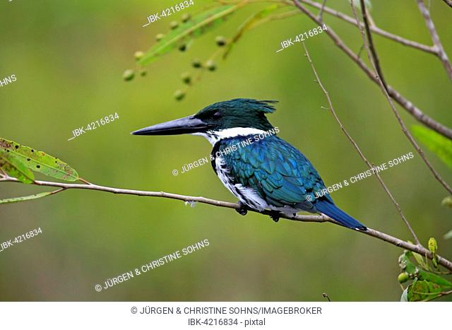 Amazon kingfisher (Chloroceryle amazona), adult on the lookout, in a tree, Pantanal, Mato Grosso, Brazil