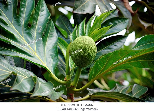 Breadfruit, Breadfruit Tree, Artocarpus altilis, Valley of Paul, Ribeira do Paul, Santo Antao Island, Cape Verde, Africa